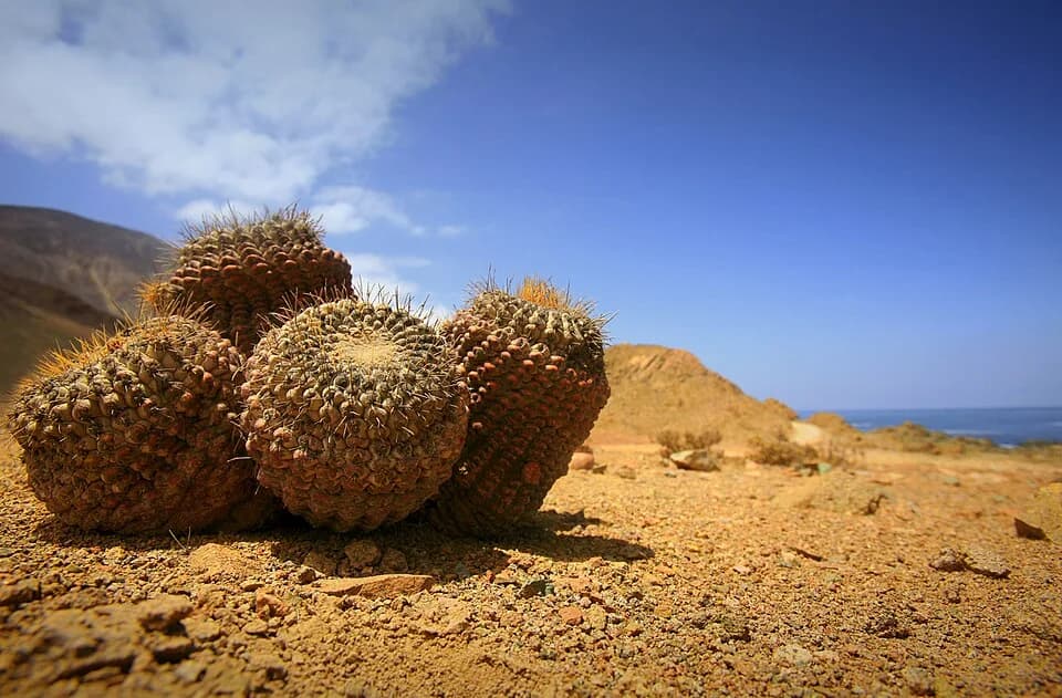 Sismo de magnitud 5.0 sacude la región de Antofagasta cerca de Caleta El Cobre
